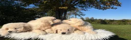 Golden Retriever honden te koop: Prachtig nestje Golden Retrievers aangeboden - Advertentie 6