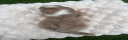 Australian Shepherd honden te koop: Nog 4 Australische Herder pups beschikbaar! - Advertentie 24