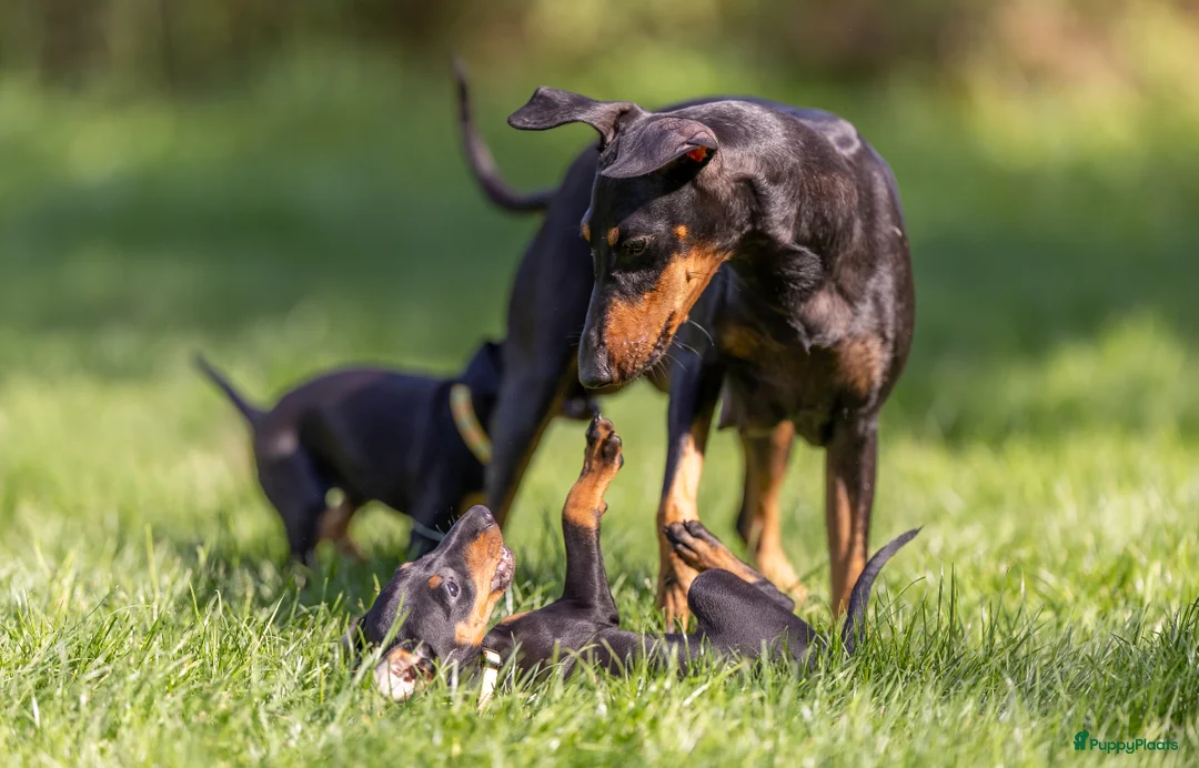 Galerij afbeelding {{count}}