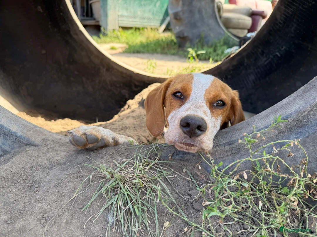 Duitse Staande Hond Draadhaar honden ter adoptie: Herbert - Advertentie 6
