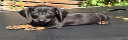 Dwergteckel honden te koop: Knapste teckel pups - Advertentie 16