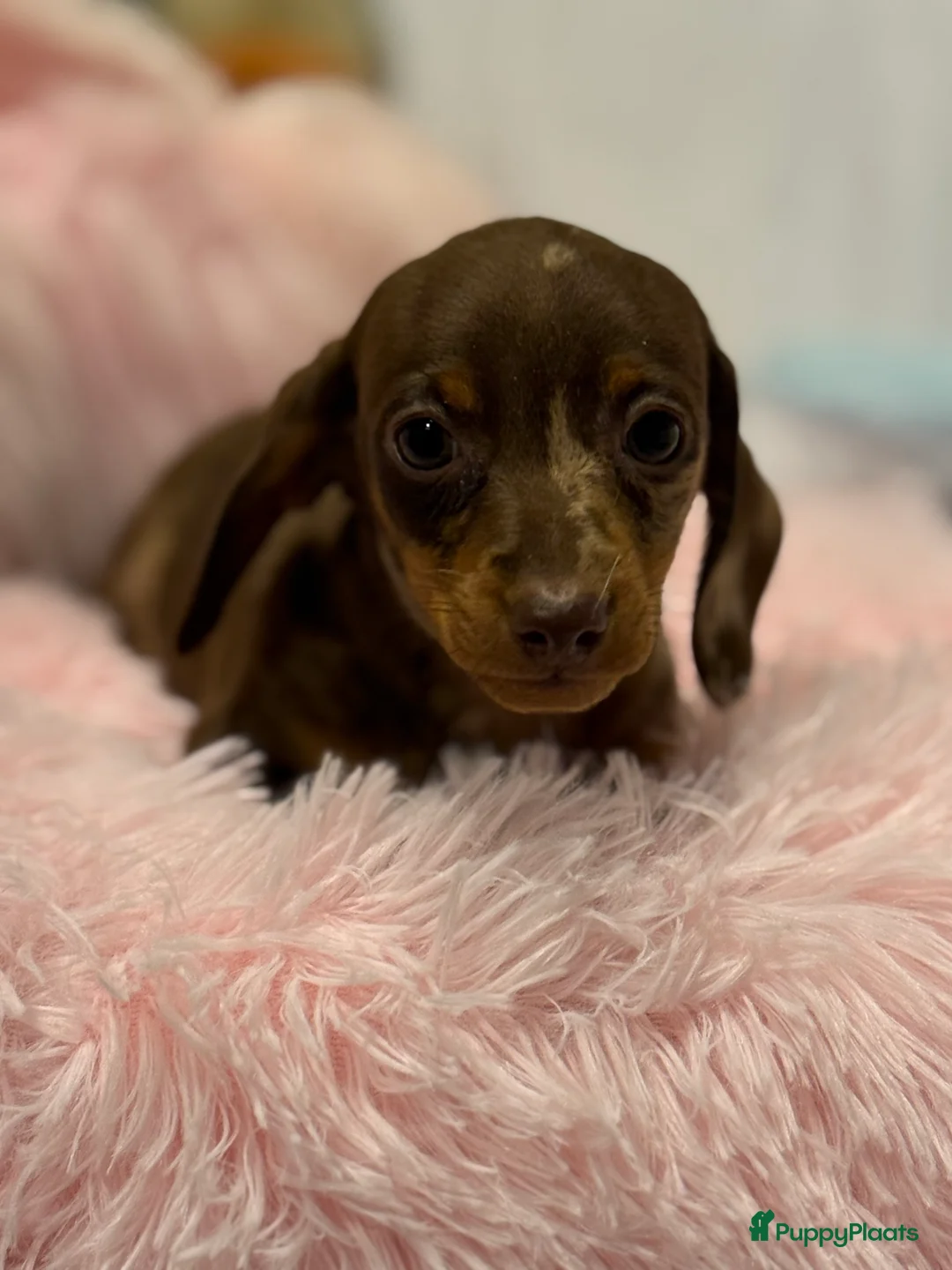 Teckel (korthaar)  honden te koop: Dwerg teckel pups  - Advertentie 23