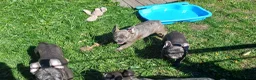 Franse Bulldog honden te koop: Franse bulldog pups *blue tan isabel merle* - Advertentie 11