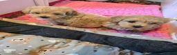 Maltipoo honden te koop: Mooie Lieve Maltipoo Maltezer / toypoedel pup - Advertentie 30
