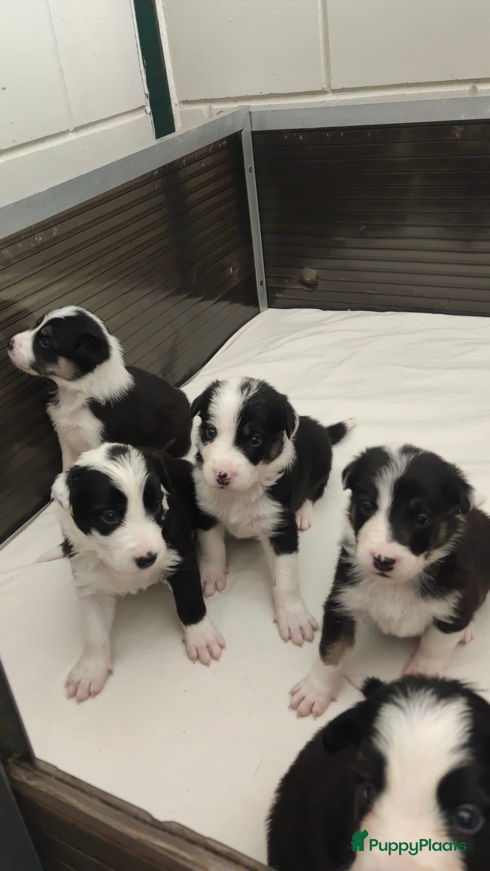 Border Collie honden Prachtige bordercolliepups met Isds stamboom - Advertentie 1