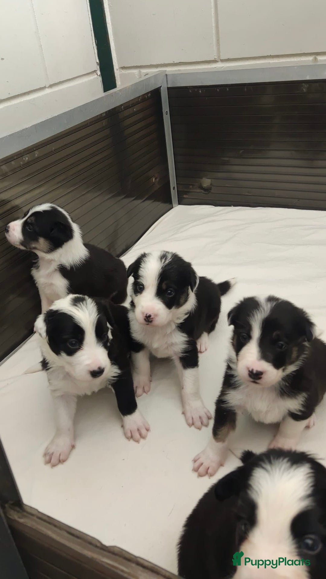 Border Collie honden te koop: Prachtige bordercolliepups met Isds stamboom - Advertentie 1