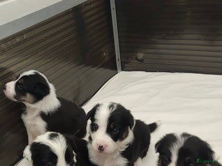 Border Collie honden Prachtige bordercolliepups met Isds stamboom - Advertentie 17
