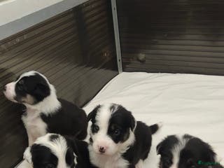 Border Collie honden Prachtige bordercolliepups met Isds stamboom - Advertentie 3