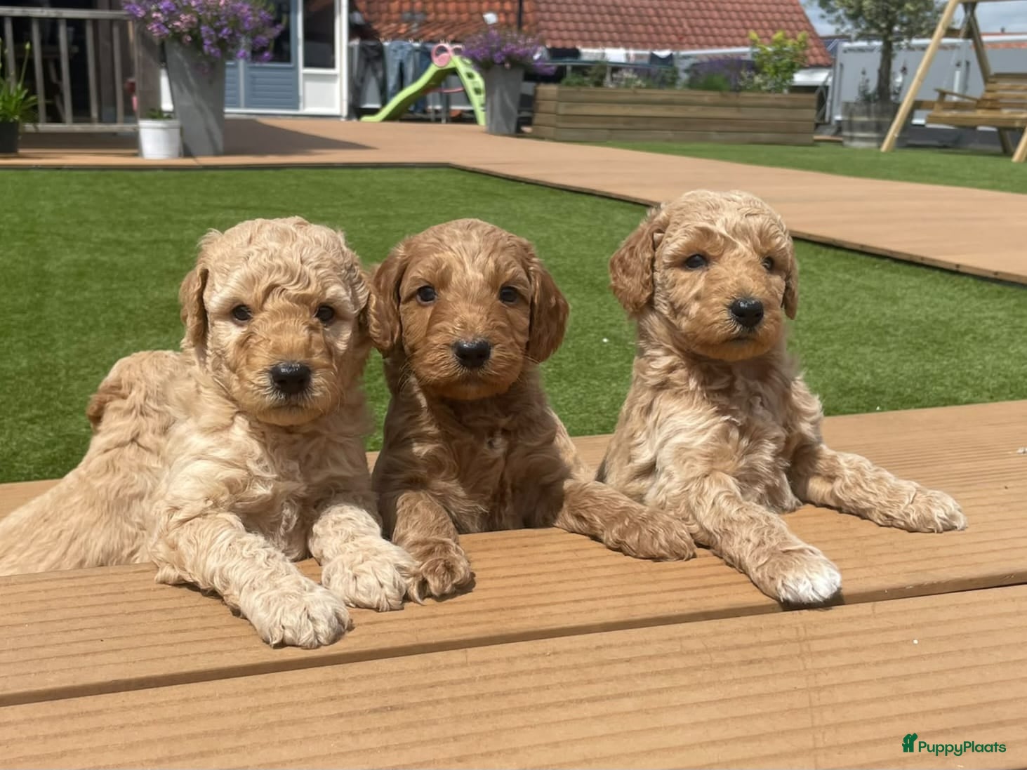Labradoodle honden Labradoodle pups te koop! - Advertentie 1