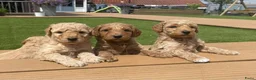 Labradoodle honden te koop: Labradoodle pups te koop! - Advertentie 7