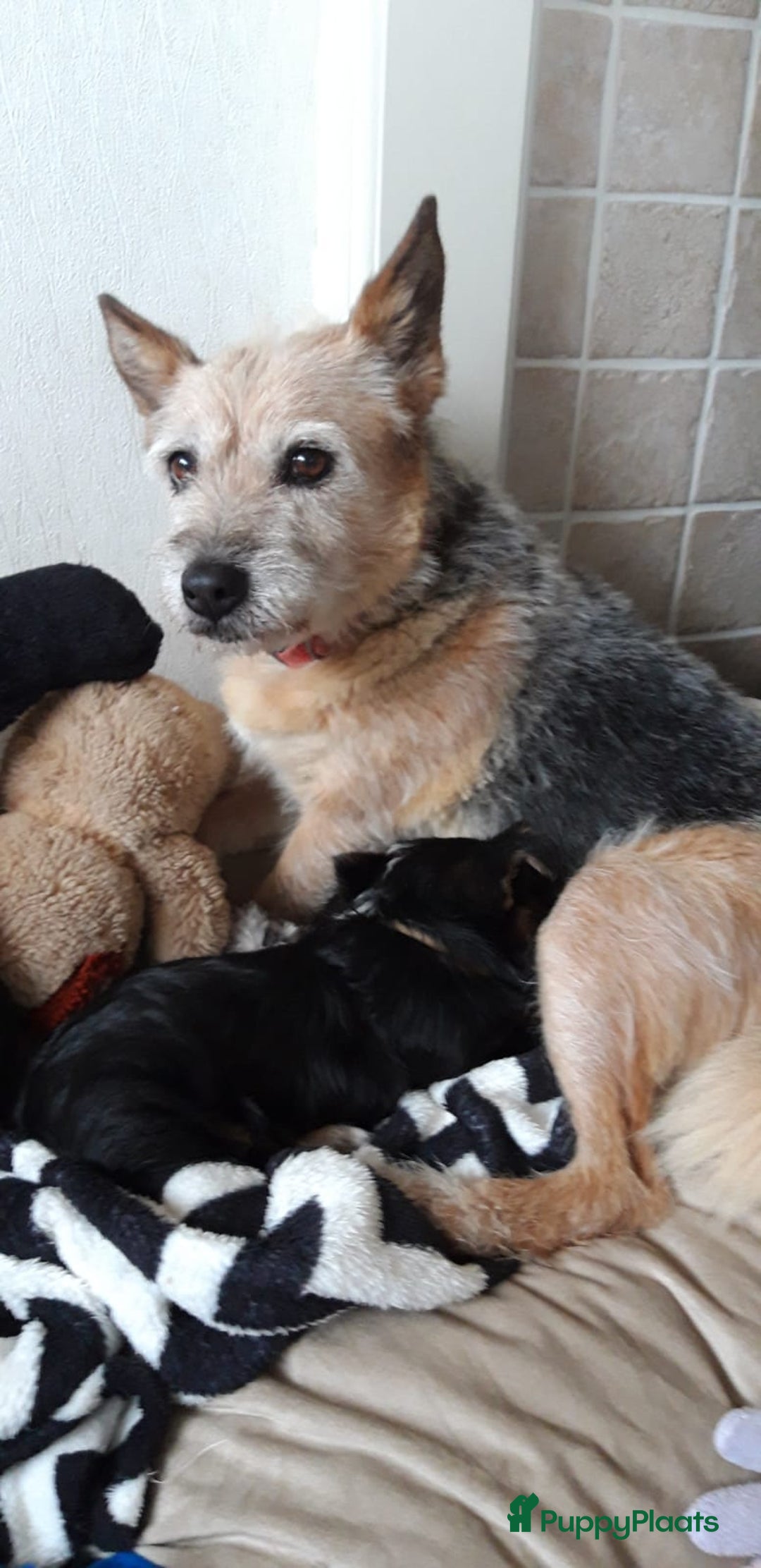 Kruising honden te koop: Een Schattig Puppy - Advertentie 10