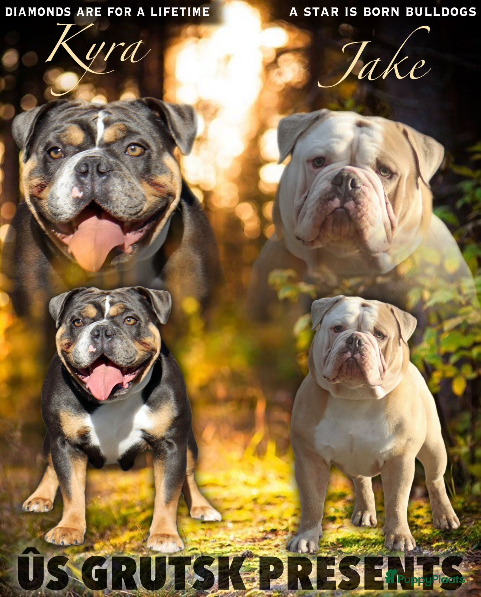 Engelse Bulldog honden New English Bulldog/ Old English Bulldog pups  - Advertentie 1