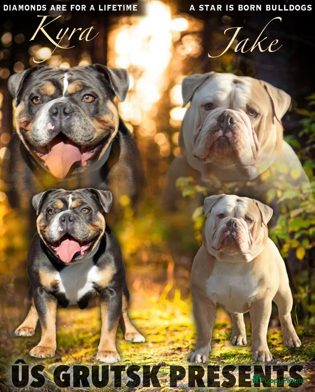 Engelse Bulldog honden te koop: New English Bulldog/ Old English Bulldog pups  - Advertentie 1