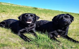 Labrador Retriever honden te koop: Labrador pups uit verantwoorde combinatie - Afbeelding 12