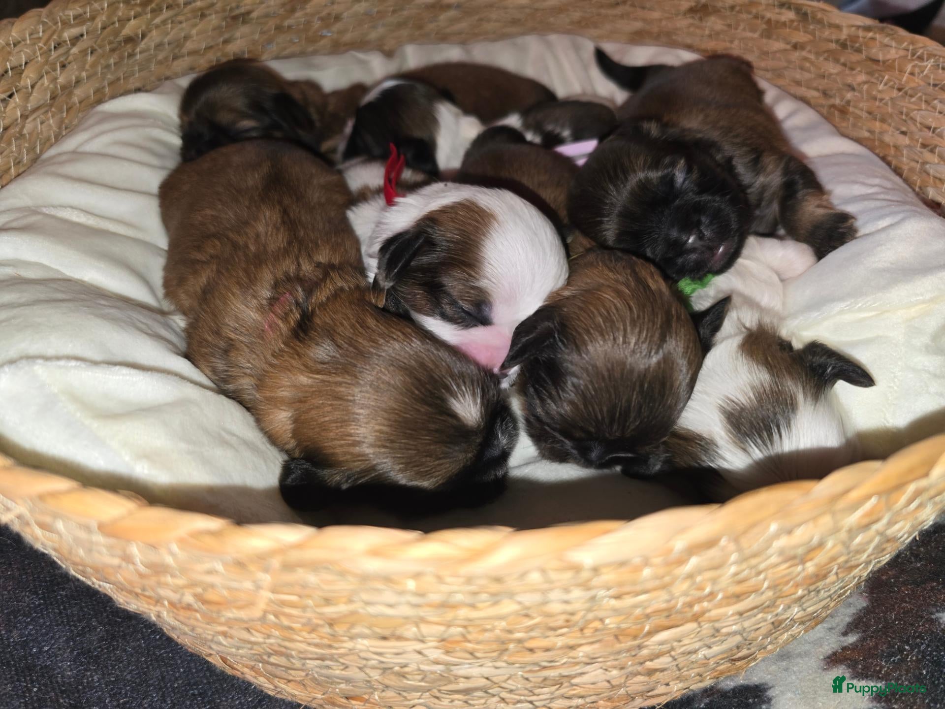 Kruising honden Boomer pups 💙❤️(Shih-Tzu x Boomer) - Advertentie 16