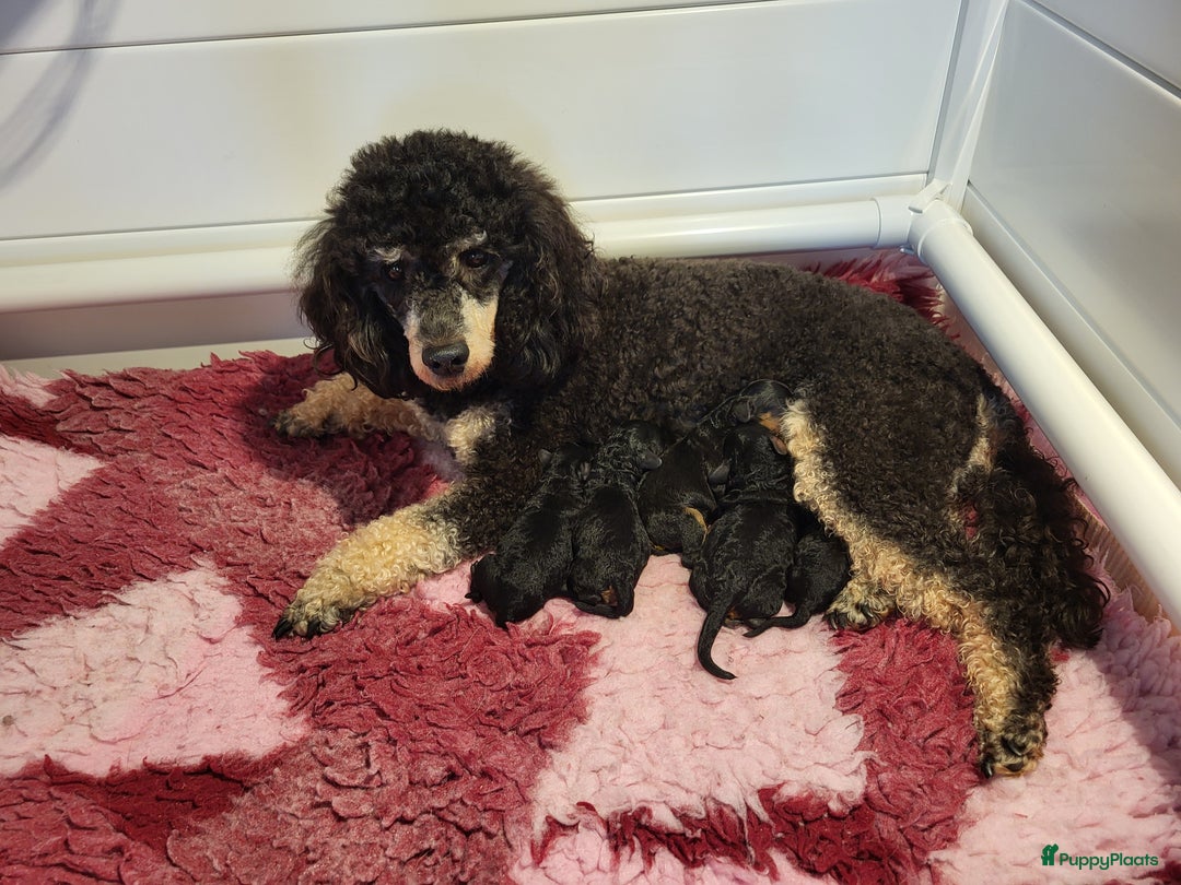 Dwergpoedel honden te koop: Dwergpoedel (Toy formaat) FCI Stamboom - Advertentie 3