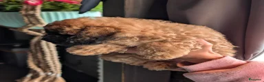 Dwergpoedel Puppy 1