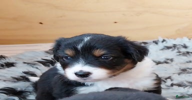 Kruising honden - Advertentie 10