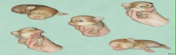 Chihuahua honden te koop: Langhaar chihuahuatjes - Advertentie 6