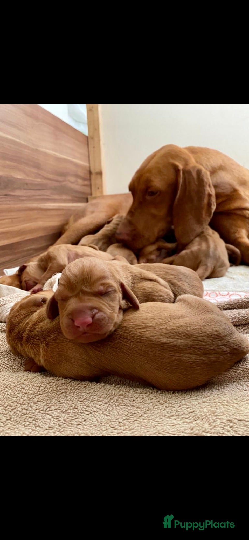 Vizsla korthaar honden Vizsla puppy’s - Advertentie 2