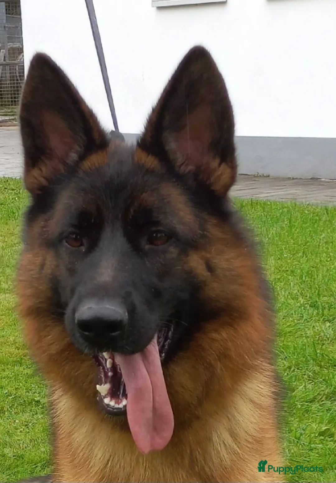 Duitse Herder honden te koop: Nog niet besproken  in Kessel - Advertentie 4