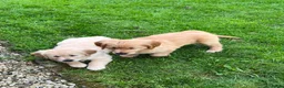 Golden Retriever honden te koop: 3 prachtige golden retriever teefjes oudersgetest  - Advertentie 6
