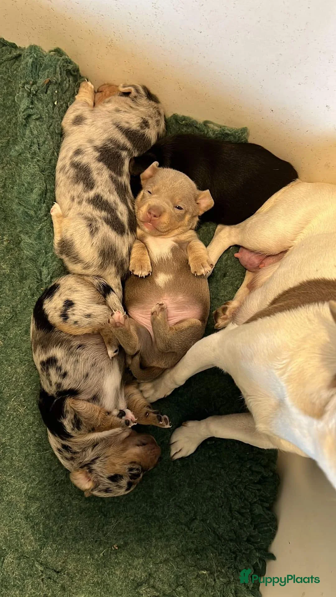 Jack Russel Terriër honden ter dekking: Jack russell dekreuen in Koewacht - Advertentie 13