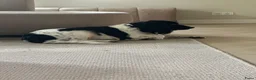 Kruising honden te koop: Nestje Sproodle pups verwacht - Advertentie 5