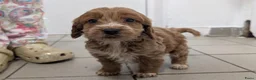 Cockapoo honden te koop: COCKAPOO-PUPPY’S 2 REUTJES & 1 TEefJE BESCHIKBAAR! in Amsterdam - Advertentie 16