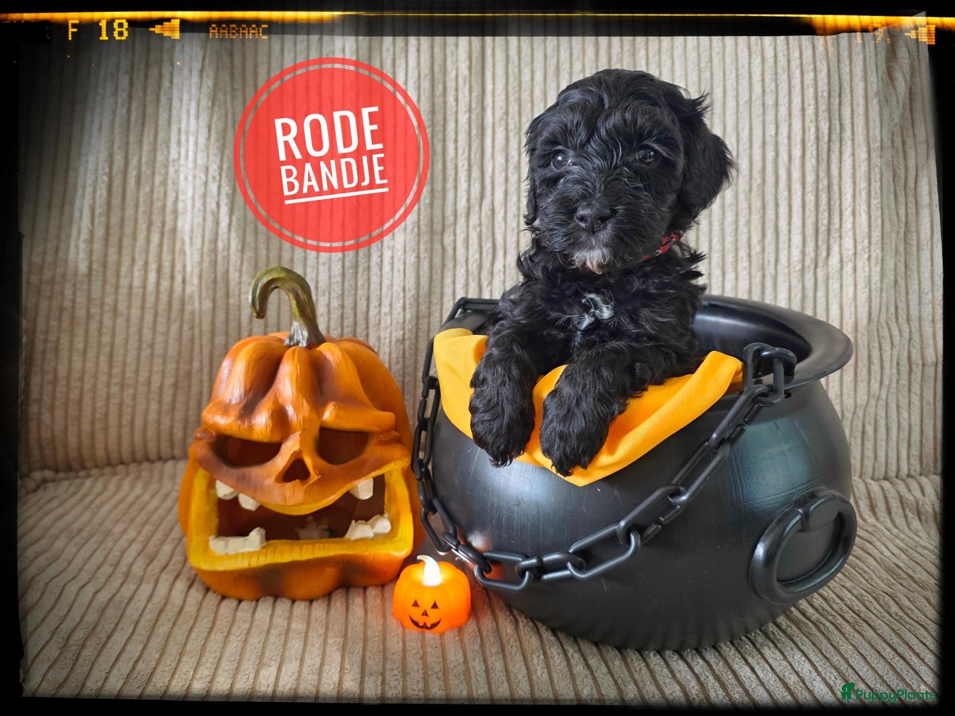 Labradoodle honden Mini labradoodle pups - Advertentie 2