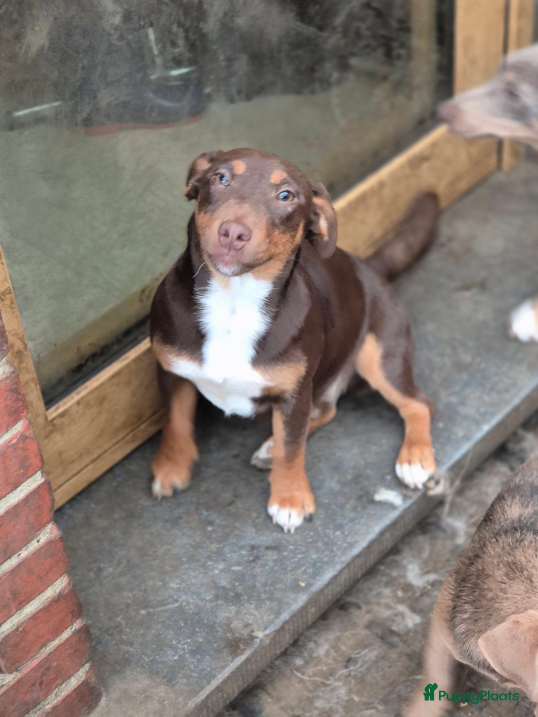 Jack Russel Terriër honden te koop: Jack russel mannetjes - Advertentie 2