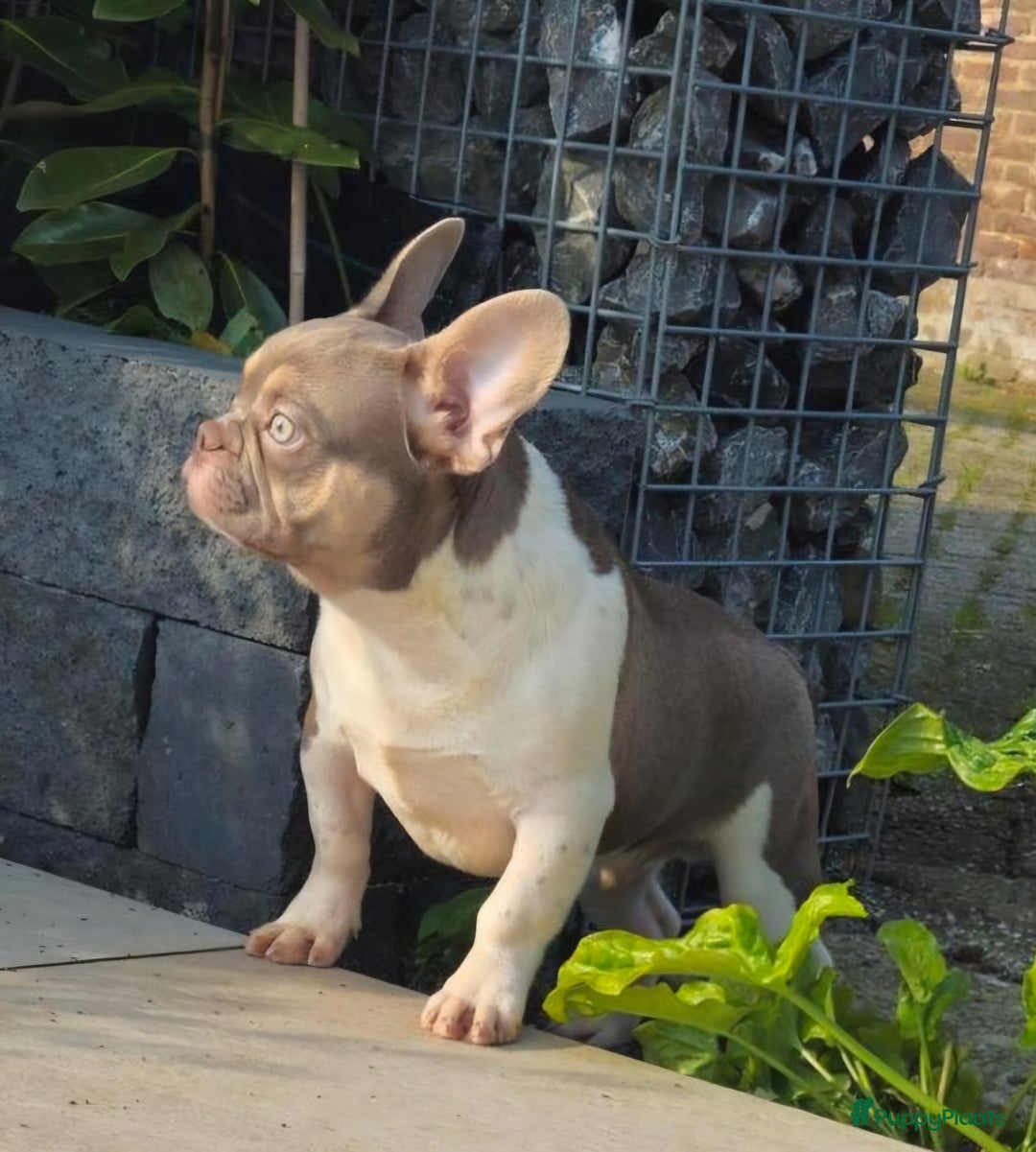 Franse Bulldog honden te koop: Super knappe, raszuivere franse bulldog pups - Advertentie 8