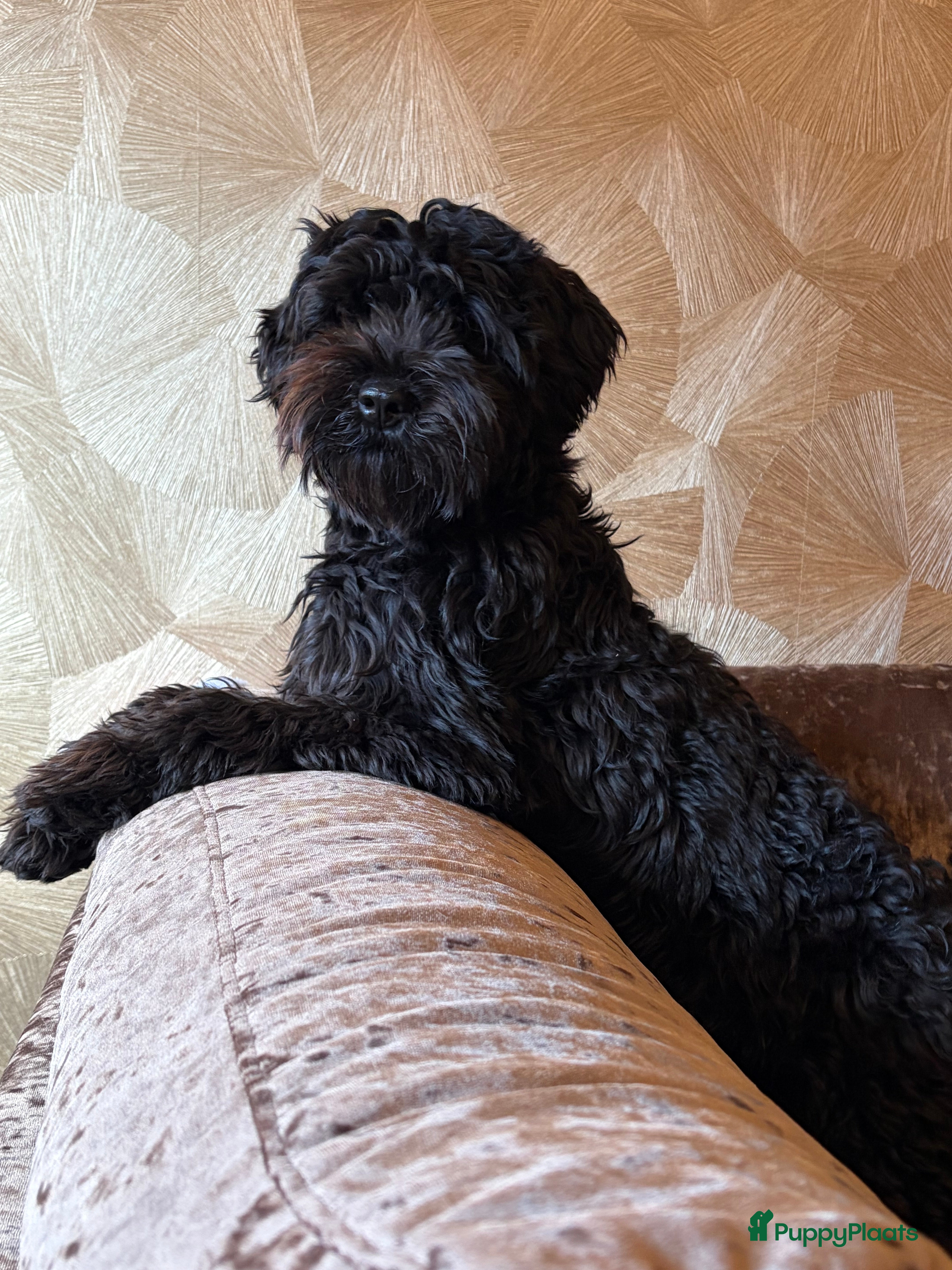 Australian Labradoodle honden Mini australian Labradoodle  - Advertentie 2