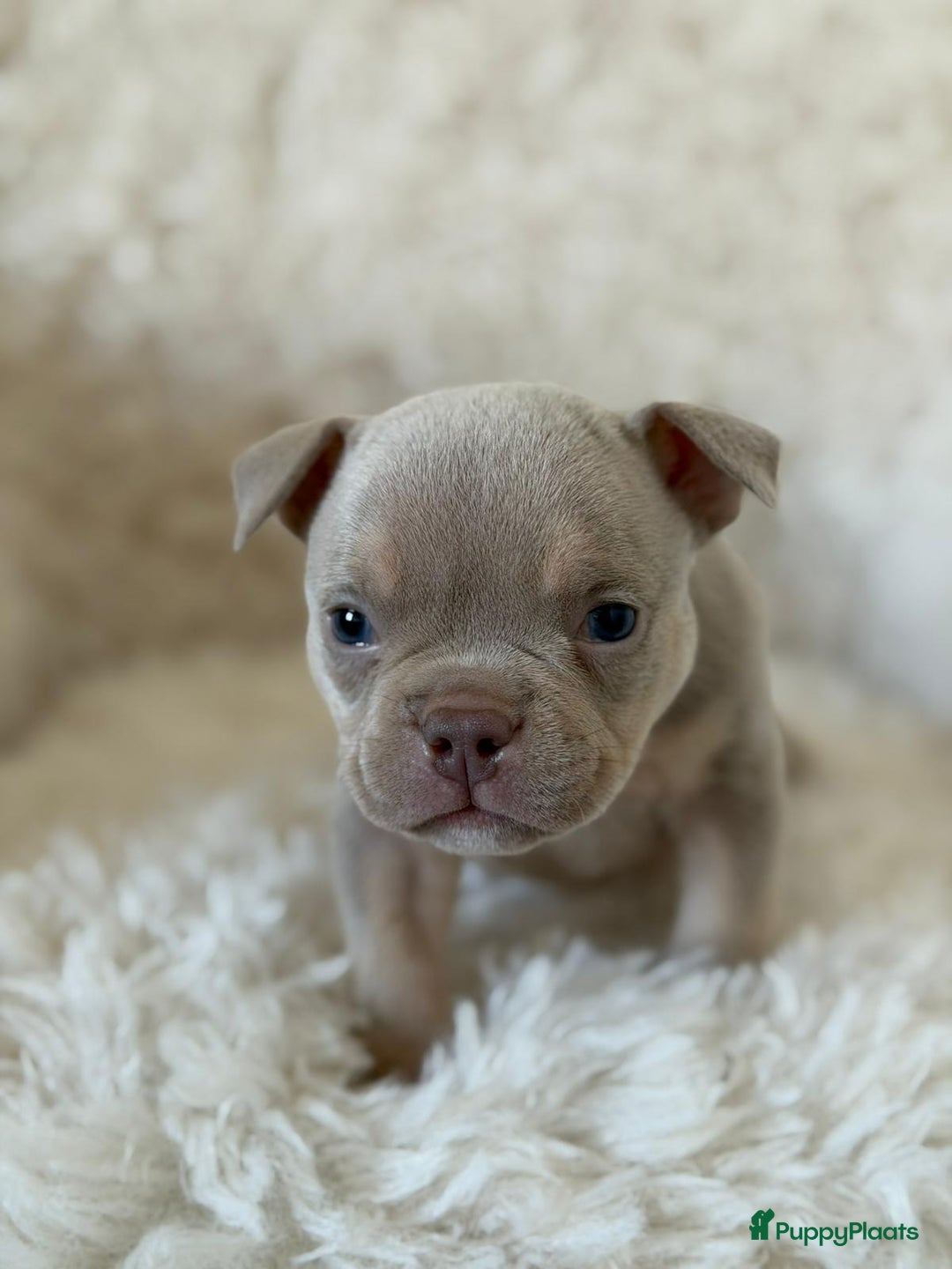 Amerikaanse Bully honden te koop: American Bully micro/pocket  - Advertentie 2