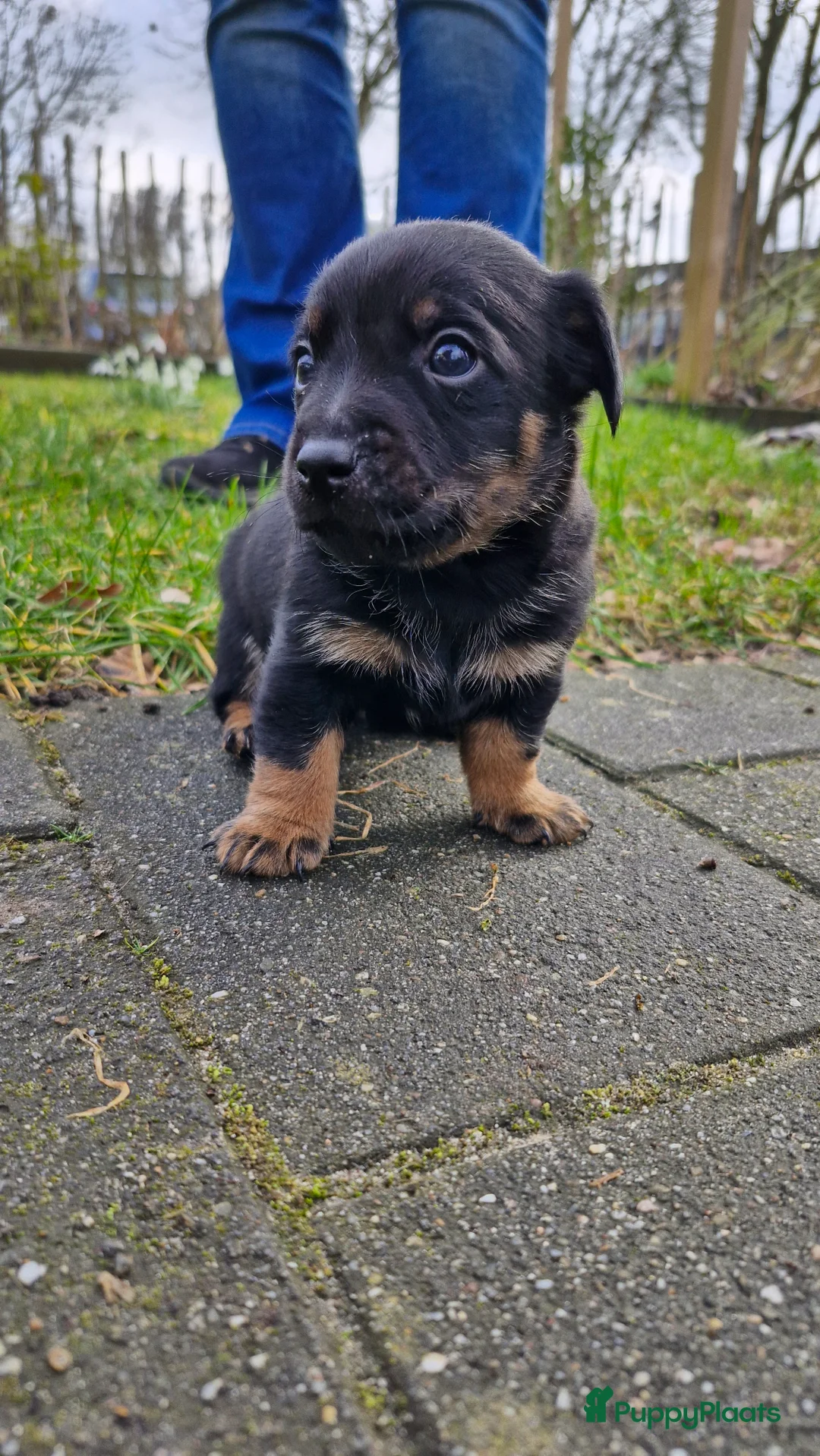 Jack Russel Terriër honden te koop: Jack Russell pups in De Wijk - Advertentie 8