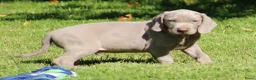 Weimarse Staande Hond korthaar honden te koop: Weimaraner pups - Advertentie 8
