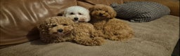 Poedel Toy honden te koop: Toy poedels verwacht - Advertentie 6