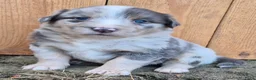 Kruising honden te koop: Australian shepherd x berner sennen (1/4) pups - Advertentie 21