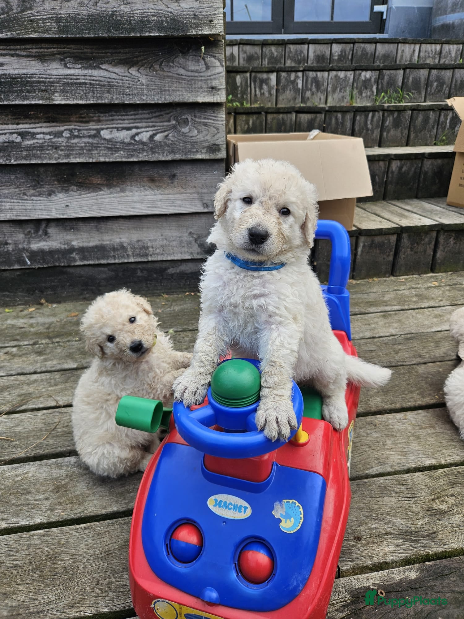 Kuvasz honden **Bijzondere Kuvasz pups uit een droomcombinatie** - Advertentie 1