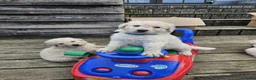 Kuvasz honden te koop: **Bijzondere Kuvasz pups uit een droomcombinatie** - Advertentie 1