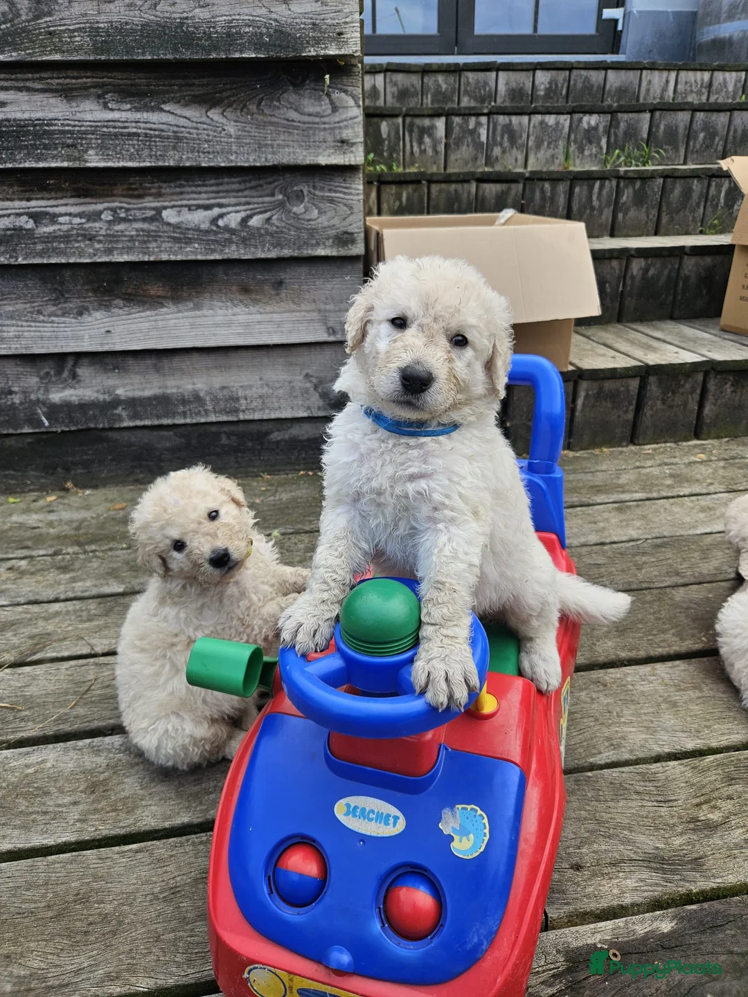Kuvasz honden te koop: **Bijzondere Kuvasz pups uit een droomcombinatie** - Advertentie 1