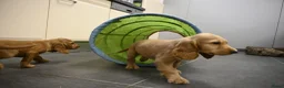 Engelse Cocker Spaniel honden te koop: Engelse Cocker Spaniel pups - Advertentie 32