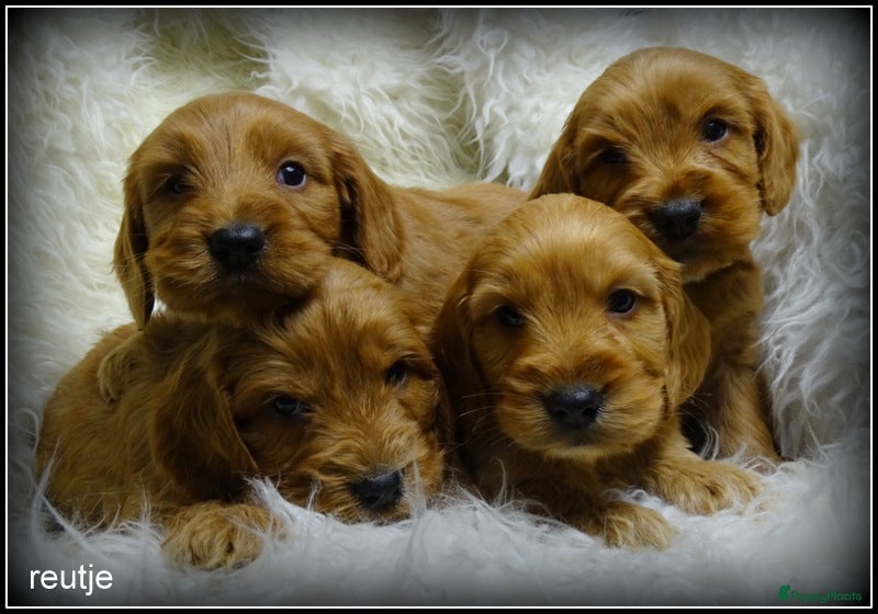 Cockapoo honden Cockapoo pups - Advertentie 1