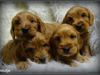 Cockapoo honden Cockapoo pups - Advertentie 5