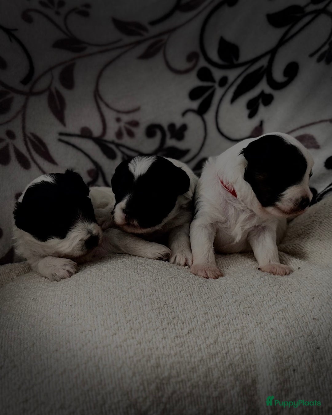 Kruising honden te koop: Kruising Maltipoo/ boomer nog 1 beschikbaar - Advertentie 3