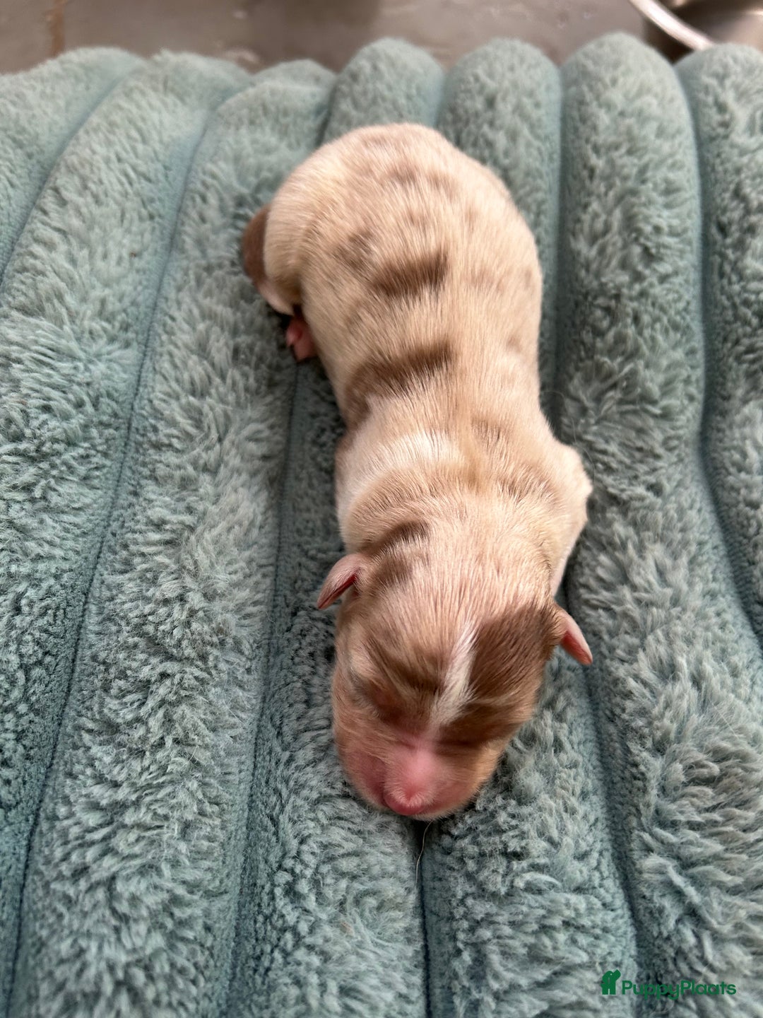 Australian Shepherd honden te koop: Prachtige Aussie Pups in Hulten - Afbeelding 9
