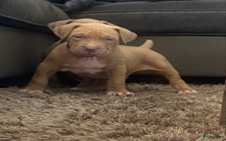 Amerikaanse Bully honden te koop: American Bully XL pups met ABKC stamboom - Afbeelding 5