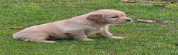 Golden Retriever honden te koop: Golden retriever pups - Advertentie 1
