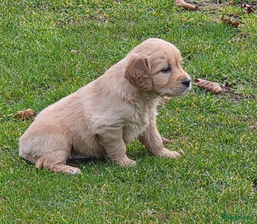 Golden Retriever honden te koop: Golden retriever pups - Advertentie 1