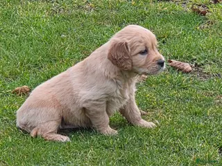 Golden Retriever honden Golden retriever pups - Advertentie 1